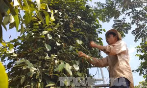 Tây Nguyên tập trung chăm sóc hồ tiêu trong mùa mưa 