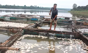Cá lăng chết hàng loạt ở lòng hồ Suối Giai, Bình Phước