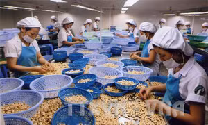 Nhiều nhà máy sản xuất điều tạm ngưng hoạt động vì thiếu nguyên liệu 