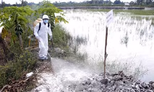 Khó khăn trong kiểm soát dịch cúm gia cầm