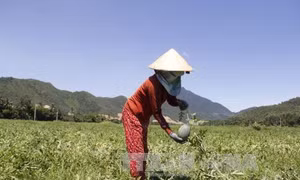 Đà Nẵng: Người trồng dưa hấu thất thu do mưa lớn kéo dài 
