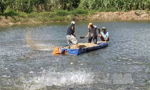  Giá cá tra nguyên liệu tăng mạnh