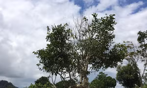 Lên Suối Giàng