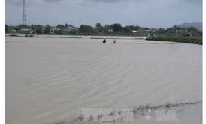 Nhiều diện tích lúa đông xuân tại Ninh Thuận bị ngập