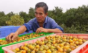Hướng tới xây dựng nguồn dược liệu sạch