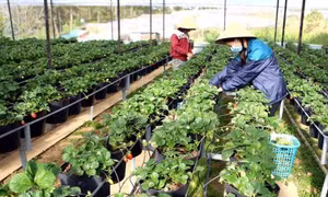 Tây Nguyên có 123 xã đạt chuẩn nông thôn mới
