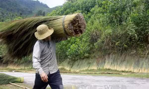 Hái 'lộc trời' nơi rừng già Trường Sơn