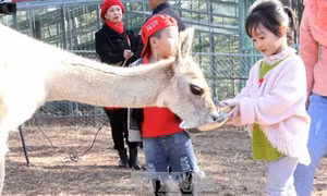 ZooDoo Đà Lạt - 'Sở thú thân thiện' theo phong cách Australia