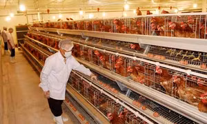 Thịt gà Việt Nam sắp “xuất ngoại” sang Nhật Bản