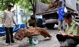 Hà Giang liên tiếp bắt giữ nhiều vụ vận chuyển gỗ quý 