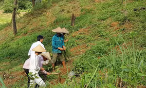 Cộng đồng bảo vệ và phát triển rừng 