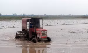 Trên 373.500 ha đã có nước gieo cấy vụ Đông Xuân 