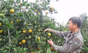 Hà Nội giới thiệu cá trắm kho làng Vũ Đại, bưởi đỏ Tân Lạc dịp cuối năm