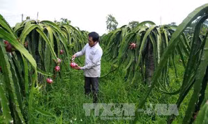 Thu hút doanh nghiệp đầu tư vào nông nghiệp