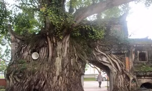 Bảo tồn, vinh danh cây di sản - cùng chung tay bảo tồn đa dạng sinh học 