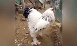 Video ‘gà khổng lồ’ khiến cư dân mạng rùng mình