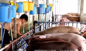 Long An tăng cường kiểm soát các cơ sở giết mổ lợn