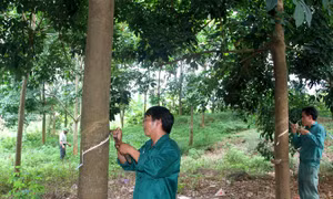 Người dân Lai Châu phấn khởi đón dòng 'vàng trắng'