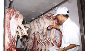 Cần vá lỗ hổng khâu trung gian về truy xuất nguồn gốc thịt lợn
