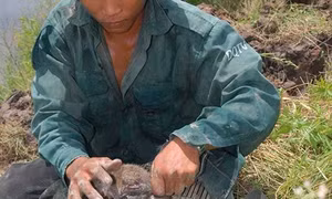 Mùa săn chuột đồng ở Thạch Thất, Hà Nội