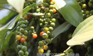 Nông dân lao đao vì hồ tiêu mất mùa