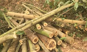 Ngang nhiên phá hàng chục héc ta rừng trồng đem bán gỗ
