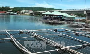 Phú Yên xử lý tình trạng nuôi ốc cháy tự phát trong đầm Ô Loan