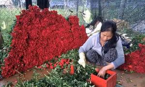 TP Hồ Chí Minh