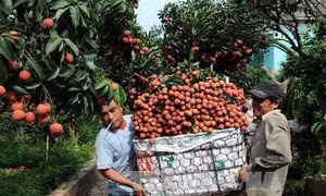  Khơi thông thị trường để vải thiều Lục Ngạn vươn xa