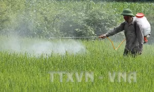 Báo động tình trạng rầy nâu, bệnh vàng lùn, lùn xoắn lá trên lúa hè thu 