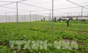 'Kéo' doanh nghiệp đầu tư vào nông nghiệp 