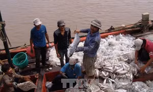 Hiện đại hóa đánh bắt hải sản xa bờ