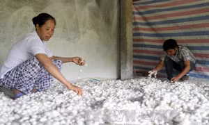 Cơ hội phát triển kinh tế cho người nghèo vùng cao