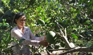 Nữ Bí thư làm kinh tế giỏi
