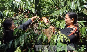 Thu hút nhiều nguồn lực hơn nữa để phát triển Tây Nguyên bền vững