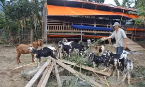 Hòa Bắc, nơi nùa Xuân đến sớm