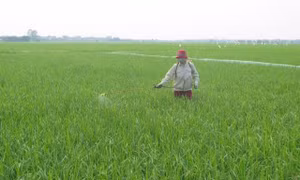 Đất nông nghiệp hàng nghìn tỷ đồng chưa được vốn hóa