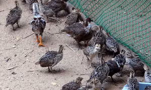 Người đầu tiên tại Việt Nam đưa thịt chim trĩ vào siêu thị 
