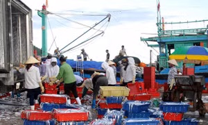 Đầu năm 'khai biển' bội thu 