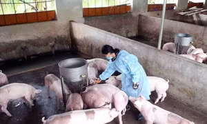 Giá lợn hơi tăng mạnh, người nuôi vẫn chưa vội tăng đàn