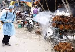Thêm hai tỉnh xuất hiện dịch cúm gia cầm 