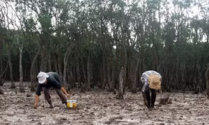 Tái tạo rừng phòng hộ bằng gây bồi, tạo bãi 