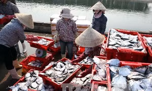 Khai thác biển phục hồi, ngư dân Nghệ An an tâm bám biển