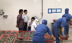 Bắt giữ xe tải chở gần nửa tấn tôm sú bị bơm rau câu
