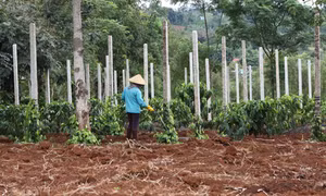 Đồng bào Tây Nguyên vẫn ồ ạt mở rộng diện tích cây hồ tiêu
