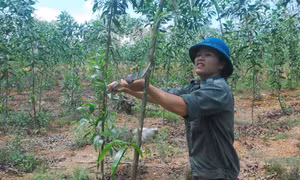 Nghệ An