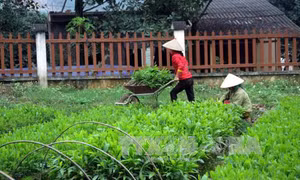 'Cú hích' cho nền sản xuất lâm nghiệp Tuyên Quang