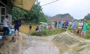 Thủy điện Tuyên Quang xả lũ, hơn 70 tấn cá trị giá 4 tỷ đồng bị nước cuốn trôi 