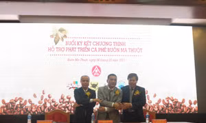 Vinacafé hỗ trợ phát triển cà phê Buôn Ma Thuột 