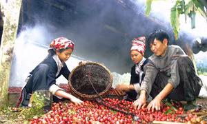 Đồng bào dân tộc Mông phục hồi cây thảo quả